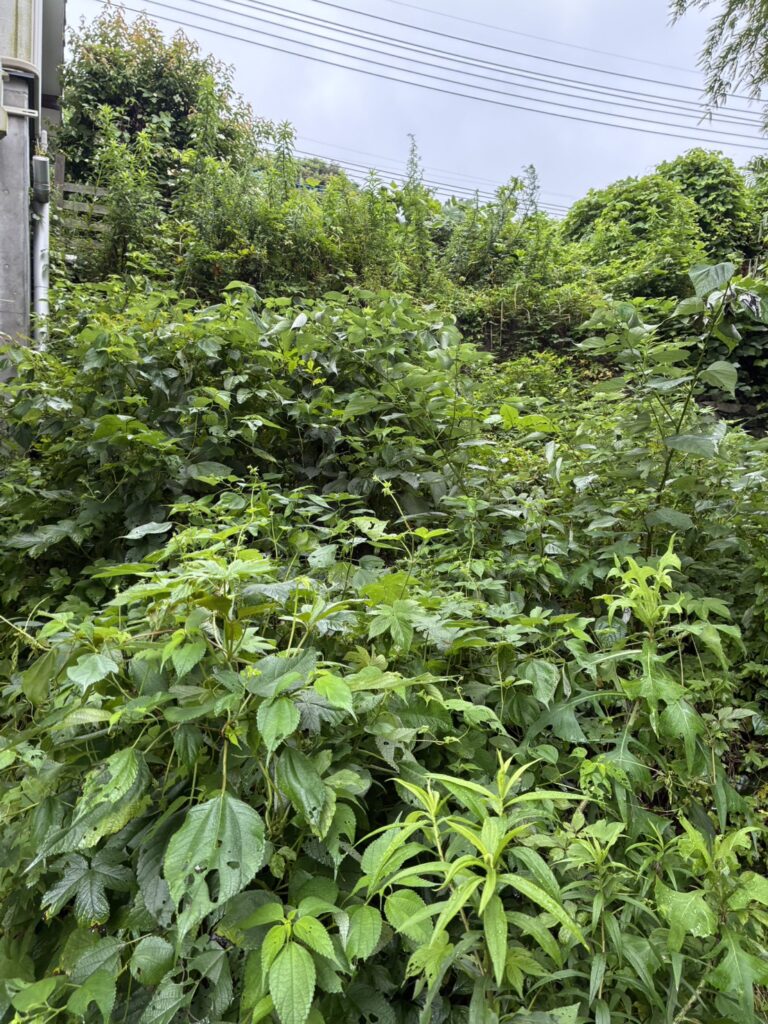 草刈り　Ｎ様邸